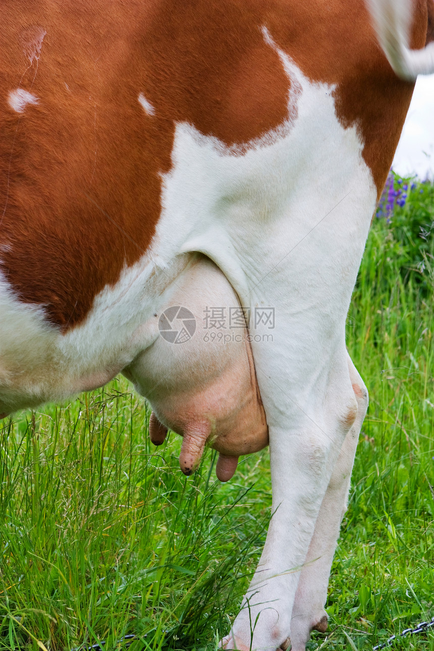 水面牛头生物密闭农业食物场景哺乳动物宏观山雀牛奶牧场图片