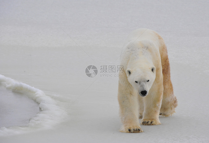 北极熊毛皮海洋哺乳动物野生动物濒危猎人力量荒野旅行爪子图片