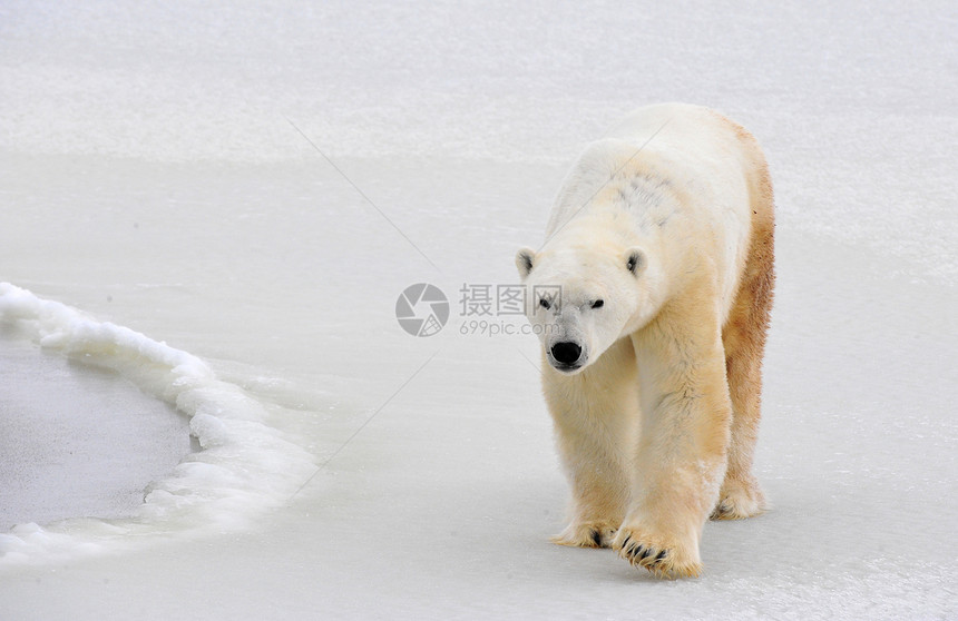 北极熊灭绝海洋荒野栖息地捕食者食肉俘虏野生动物哺乳动物猎人图片