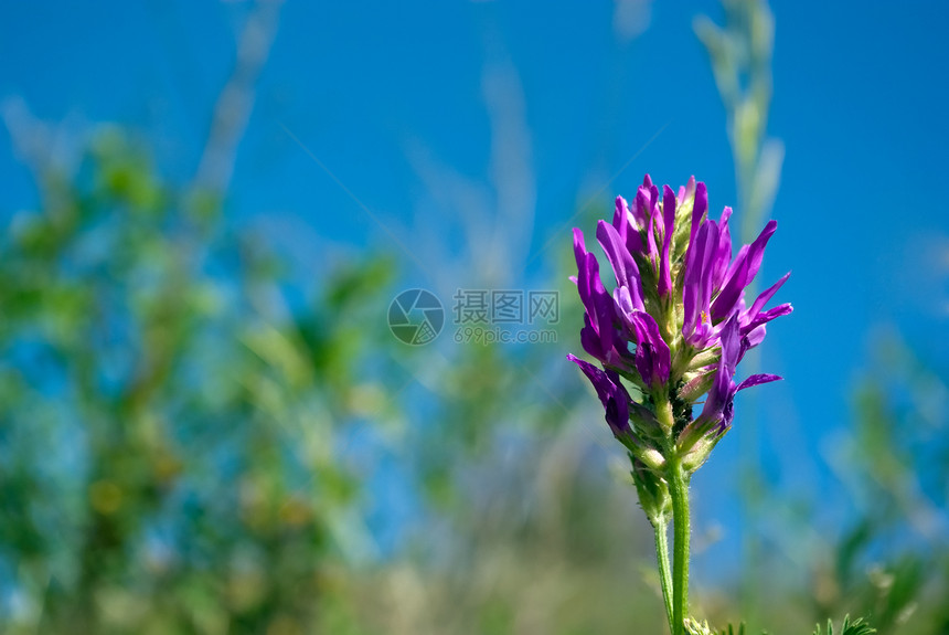 彩色花际背景蓝色场地花蜜季节紫色香气环境草本植物晴天植物图片