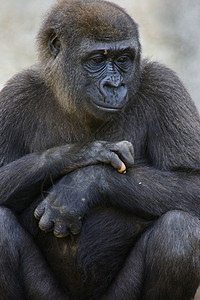 西部低地大猩猩荒野灵长类人猿野生动物动物猴子背景图片