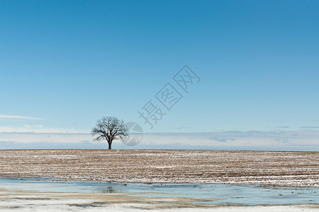 冬野中的孤树蓝天照片场地乡村农场水平孤独图片素材