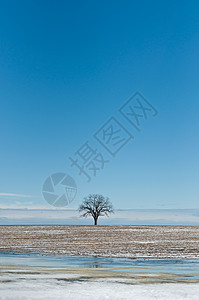 冬野中的孤树蓝天农场场地照片乡村图片素材