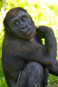 西部低地大猩猩灵长类人猿荒野动物野生动物猴子背景图片