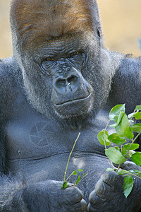 西部低地大猩猩猴子野生动物动物灵长类人猿荒野背景图片