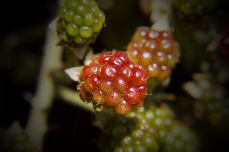 正在提取黑莓圆形食物荆棘植物水果红色绿色背景图片