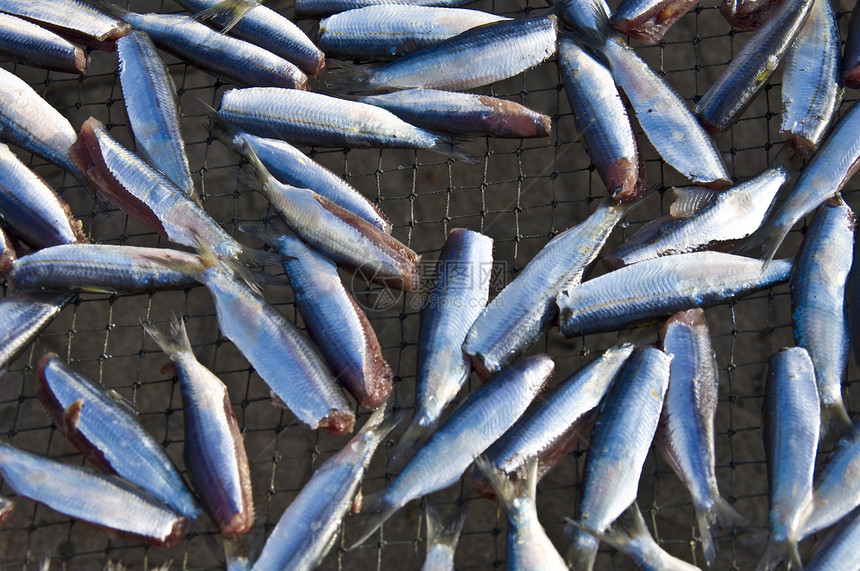 干鱼触手假期男人茶点团体海鲜市场美食食物饮食图片