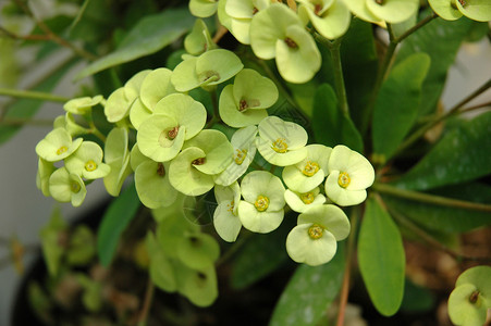 绿植物叶子石斛植物学热带花园背景图片