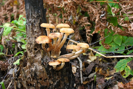 森林中的蘑菇森林树木摄影爱好植物群食物植物背景图片