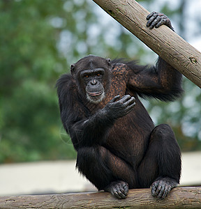 黑猩猩濒危野生动物动物动物园生物哺乳动物灵长类人猿平底锅人科背景图片