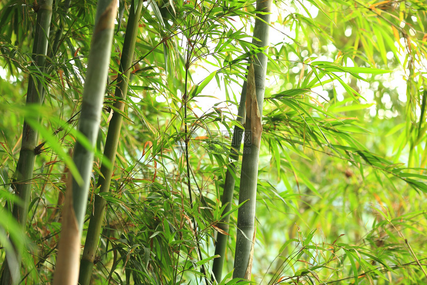 竹子花园热带植物叶子丛林环境木头文化森林场景图片