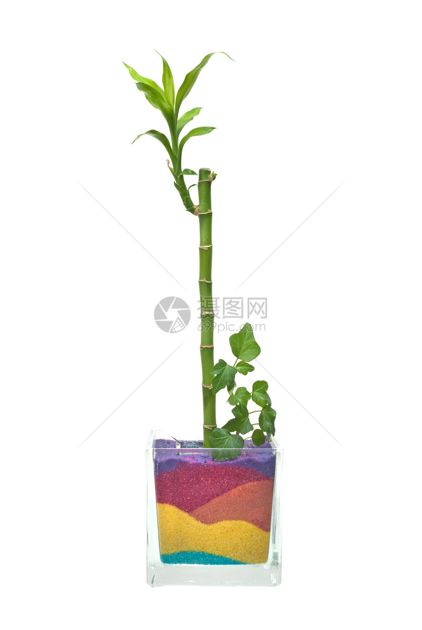 玻璃罐加竹子叶子白色工作室植物石头黄色玻璃蝴蝶花瓶绿色图片
