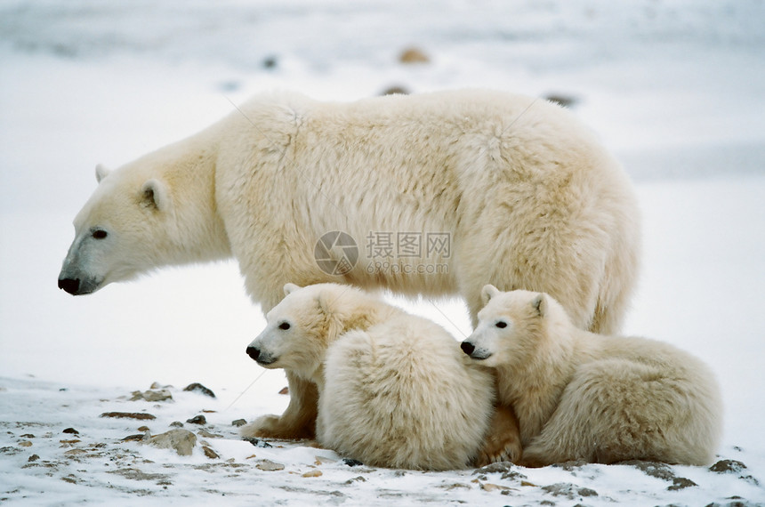 北极熊与幼崽照片童年婴儿旅行濒危野生动物食肉母亲母性捕食者图片