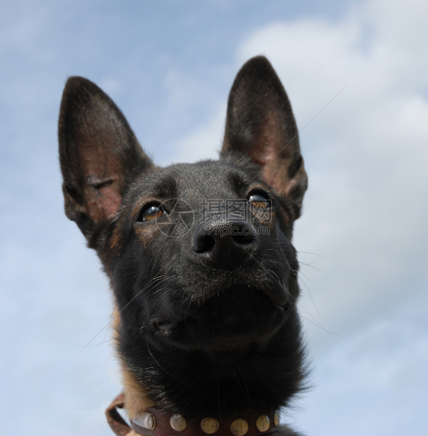 小小狗麦地利犬类宠物小狗动物牧羊犬牧羊人图片