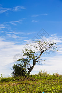 孤树倾斜灌木树干天空树叶摄影背景图片