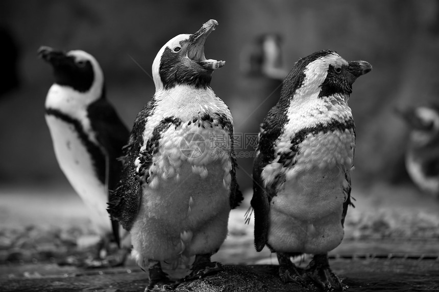 企鹅团体白色野生动物动物农村家庭生态黑色图片