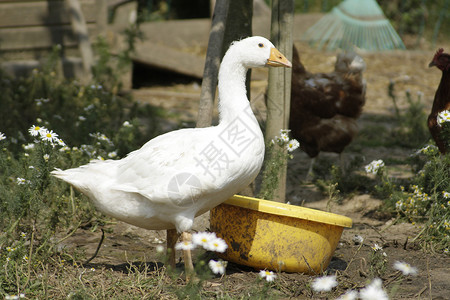 鹅免费动物白色牲畜范围农场家禽翅膀洗澡羽毛背景图片