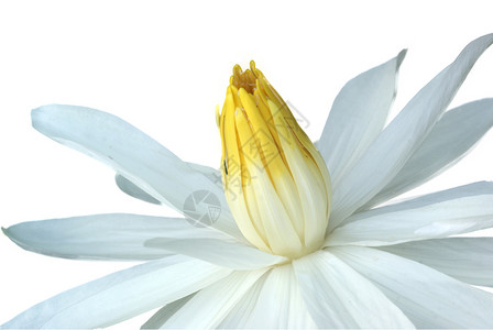 水百里白色植物百合黄色花朵睡莲花瓣背景图片