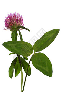 叶木体植物绿色红色紫色叶子宏观背景图片