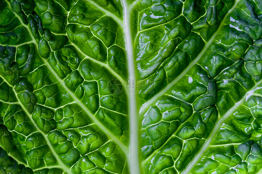 豆腐卷菜叶绿色宏观蔬菜分支机构叶子食物镜片图片