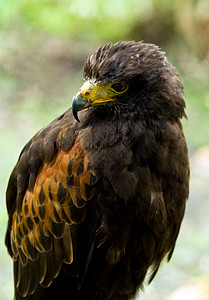 月翅鹰捕食者棕色的高清图片