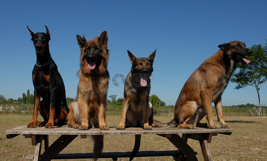 四四只狗牧羊人动物宠物蓝色牧羊犬忠诚小狗天空犬类图片