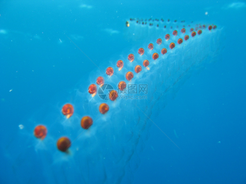 鱼蛋鱼卵潜水照片海洋生物图片