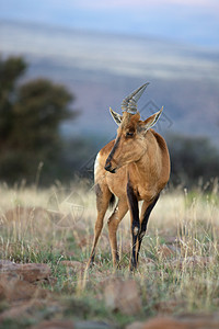 狷羚红色哈特贝红枫哺乳动物喇叭荒野动物男性旅行食草掠食者背景