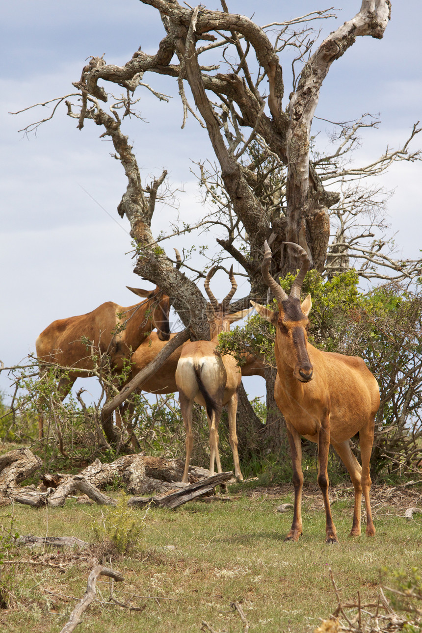 红色哈特贝野生动物喇叭红枫旅行动物荒野林地哺乳动物掠食者男性图片