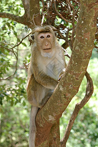 托克 Macaque扭矩野生动物动物猕猴灵长类世界遗产岩石背景图片
