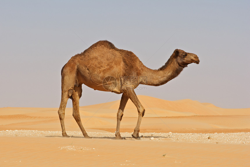 空四角骆驼图片