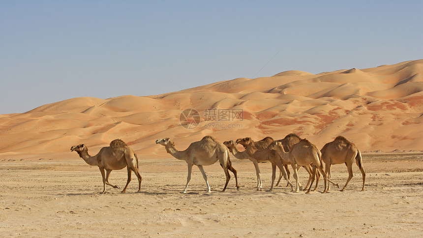 空的四角胶卷孤独空季寂寞风景旅行干旱场景沙漠骆驼图片