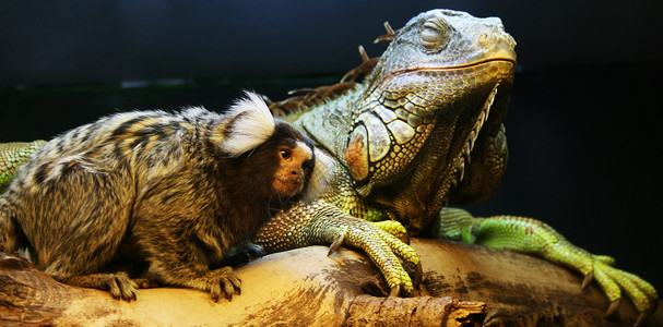 Iguana和猴子背景图片