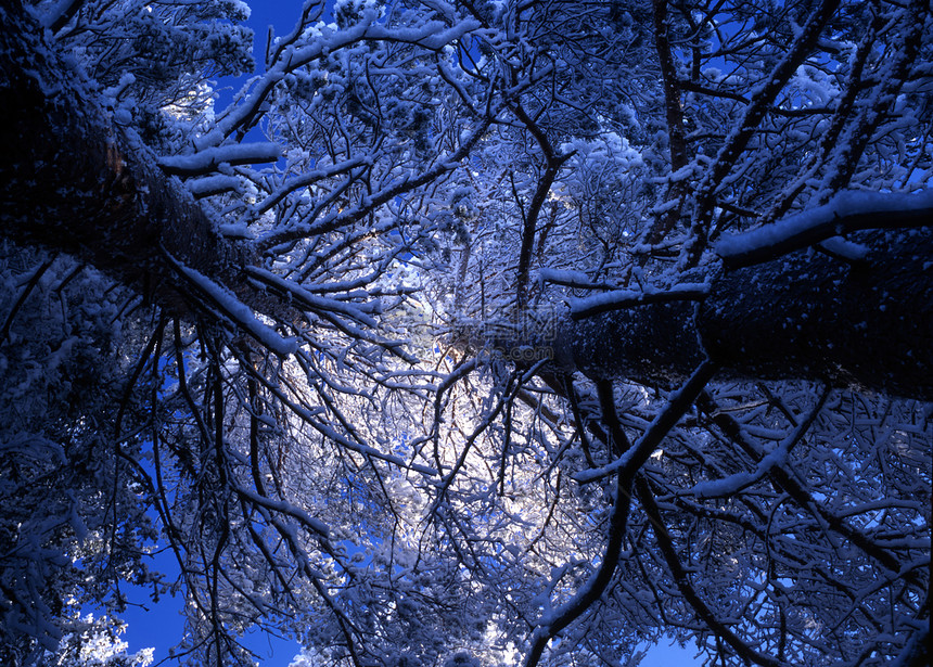 雪枝和蓝天空图片