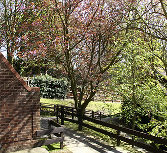 树苗的开花晴天季节生长植物学叶子粉色分支机构季节性花园公园背景图片