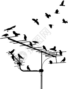 电线上鸽子乌鸦在天线上插画