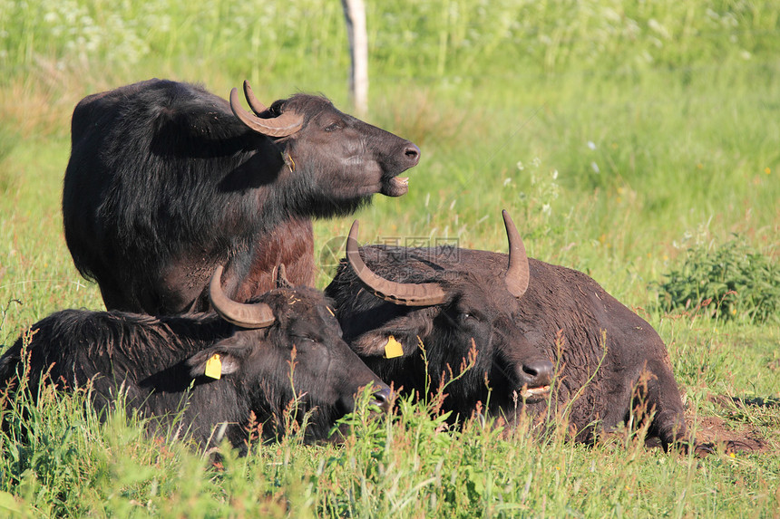 水牛绿色男性哺乳动物农业奶牛野生动物场地动物图片
