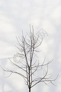 树木对阵云彩的天空植物气氛天气草本植物生长背景图片