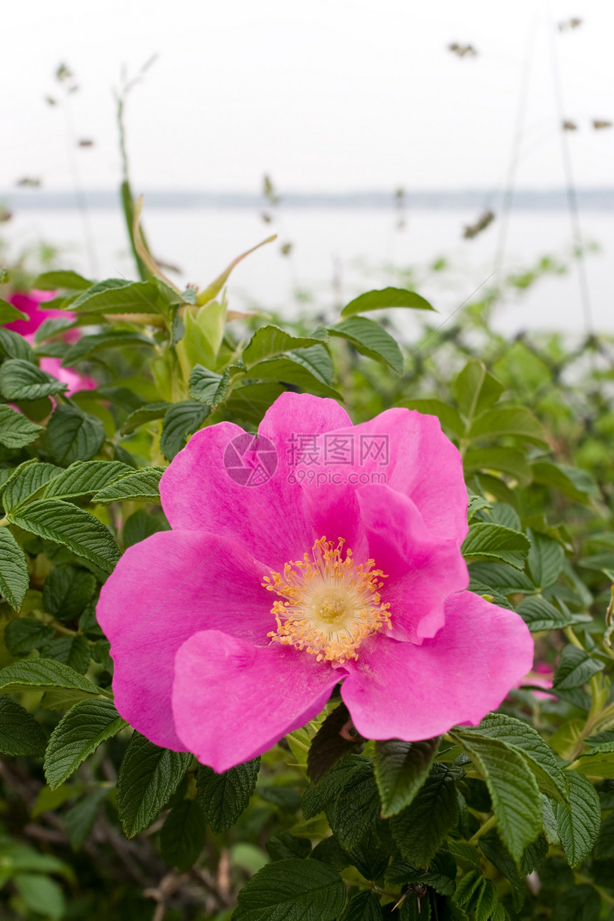 鲁戈萨玫瑰宏观海滨植物花园灌木灌木丛衬套海洋花朵海岸线图片
