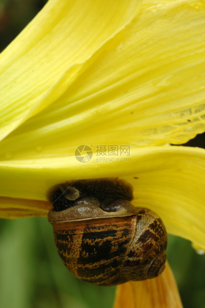 天然气气流花园棕色同体食草绿色雌雄漏洞触手粘液动物图片