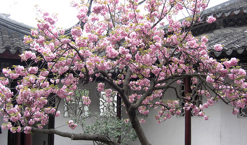 桃花花背景图片