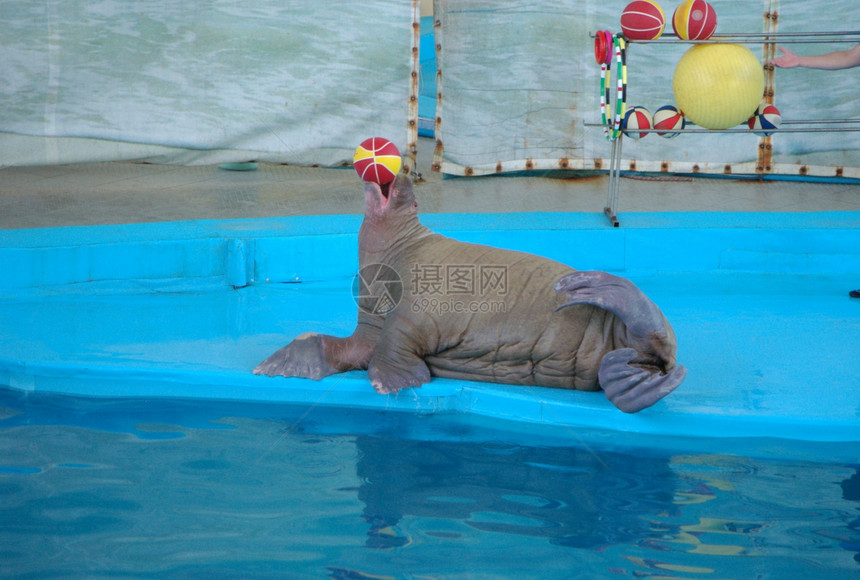 带球的海象游泳海浪潜水速度生活灰色乐趣篮球蓝色快乐图片