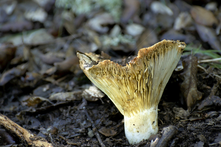 野蘑菇菌类地面白色荒野季节森林叶子植物季节性食物图片