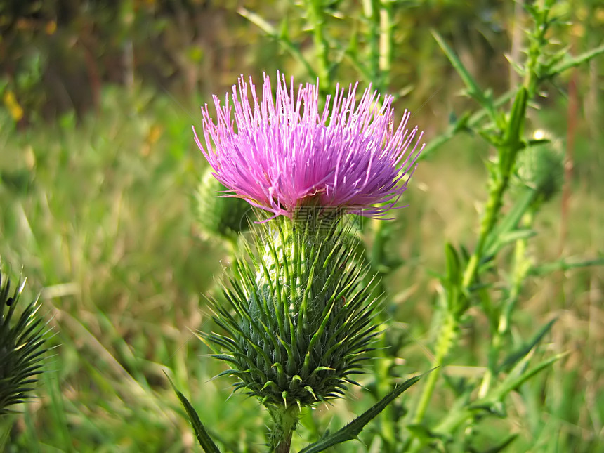 淡紫花季节季节性乡村绿色植物学花粉野花园艺农村植物群图片