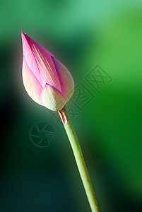 莲花美丽热带池塘绿色叶子粉色背景图片