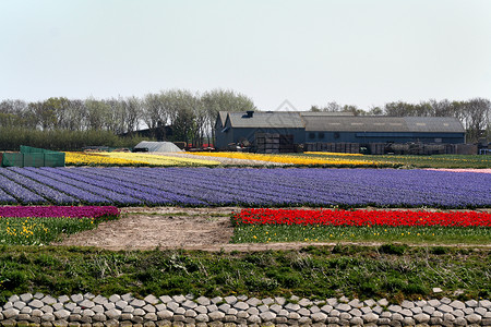 荷兰的Bulbfields农业农场灯泡旅游郁金香植物背景图片