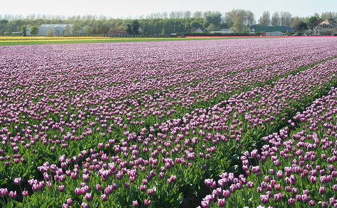 荷兰的Bulbfields灯泡植物郁金香农场旅游农业背景图片