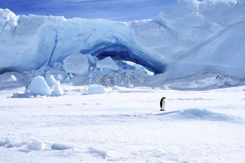 皇帝企鹅前天冻结动物野生动物极地图片