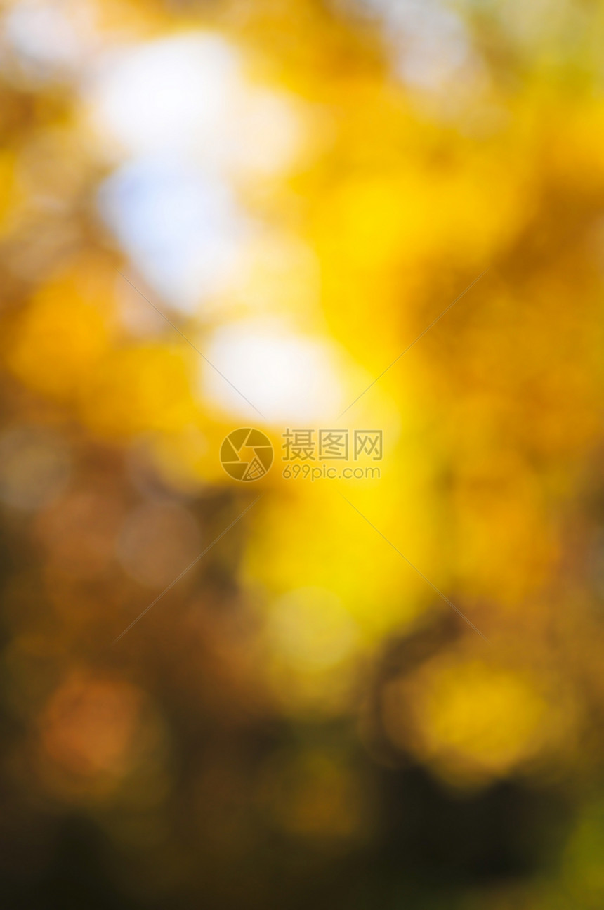 秋落背景背景黄色橙子生态车削生活树木活力环境植物阳光图片