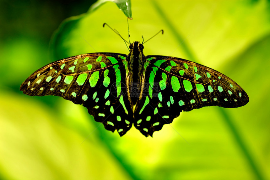 蝴蝶动物群翅膀花园昆虫野生动物季节天线飞行宏观图片